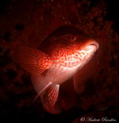 A Wrasse in Strangford Lough,Northern Ireland.S2-pro. by Andrew Rankin 